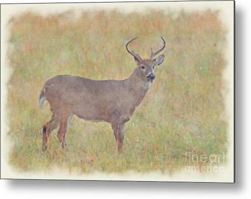 Whitetail Deer Metal Print featuring the photograph Buck in field by Dan Friend