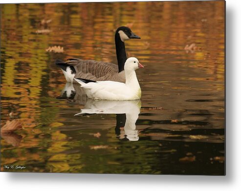 Winter Metal Print featuring the photograph Buddies by Amy Gallagher