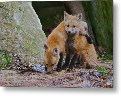 Red Fox Metal Print featuring the photograph Buddies by Dale J Martin