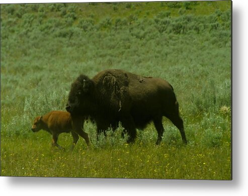 Bison Metal Print featuring the photograph Buffalo Calf And Mother by Jeff Swan
