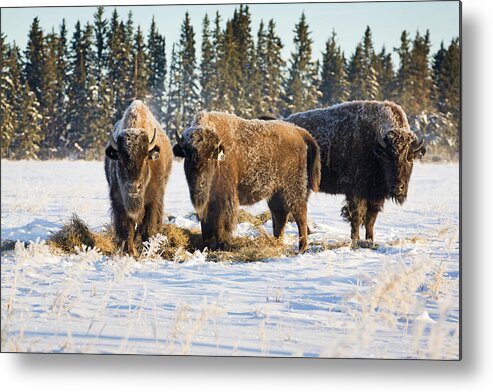 Horned Metal Print featuring the photograph Buffalo In Snow Covered Field Eating by Michael Interisano / Design Pics