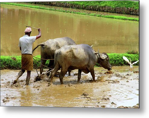 Working Animal Metal Print featuring the photograph Buffalo India Farm by Tim Phillips Photos