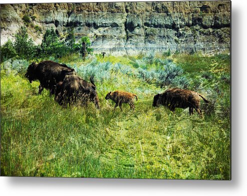 Photograph Metal Print featuring the photograph Buffalo March by Richard Gehlbach