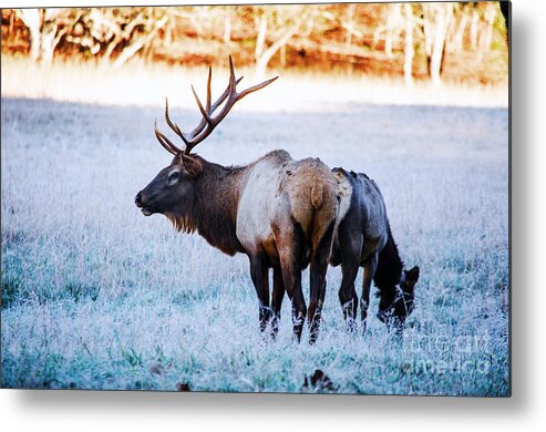 Elk Metal Print featuring the photograph Bull Elk And Cow by Paul Mashburn