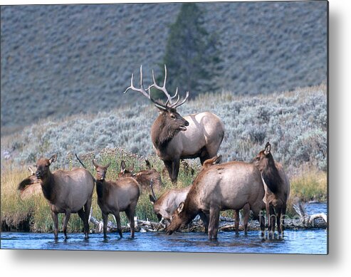 Elk Metal Print featuring the photograph Bull Elk With Harem by William H. Mullins