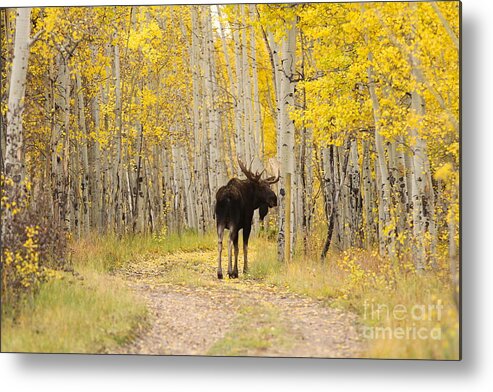 Moose Metal Print featuring the photograph Bull Moose in the Aspens by Kate Purdy