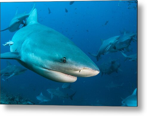 Pete Oxford Metal Print featuring the photograph Bull Sharks In Beqa Lagoon Viti Levu by Pete Oxford