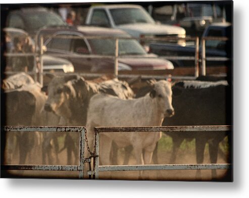 Rodeo Metal Print featuring the photograph Bulls by Denise Romano