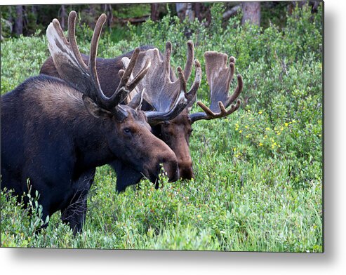 Moose; Moose Photograph Metal Print featuring the photograph Bulls of the Woods by Jim Garrison