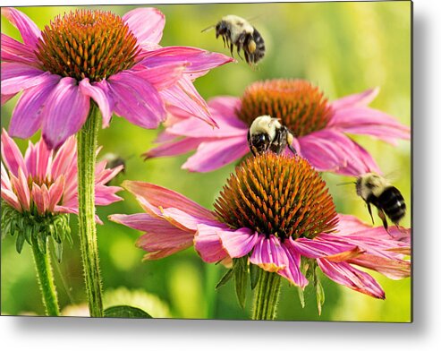 Bee Metal Print featuring the photograph Bumbling Bees by Bill Pevlor