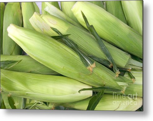 Corn Metal Print featuring the photograph Bunch of corn in husk by James BO Insogna