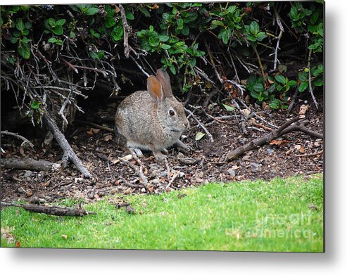 Bunny Metal Print featuring the photograph Bunny In Bush by Debra Thompson