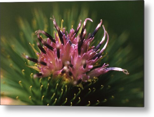 Retro Images Archive Metal Print featuring the photograph Burdock Flower by Retro Images Archive