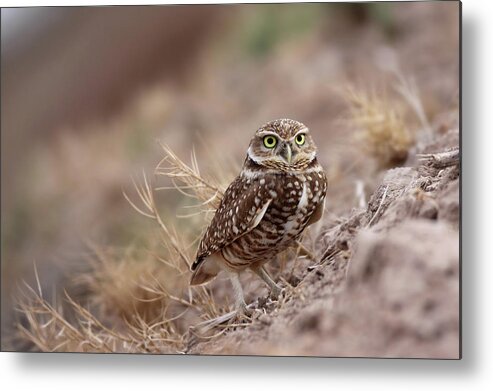 Animal Themes Metal Print featuring the photograph Burrowing Owl by Alan Vernon