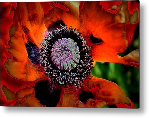 Poppy Metal Print featuring the photograph Burst of Red by Jacqui Binford-Bell