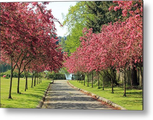 Grass Metal Print featuring the photograph Bursting with Spring by E Faithe Lester