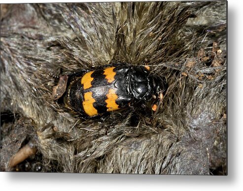 Nobody Metal Print featuring the photograph Burying Beetle On A Dead Mole by Bob Gibbons
