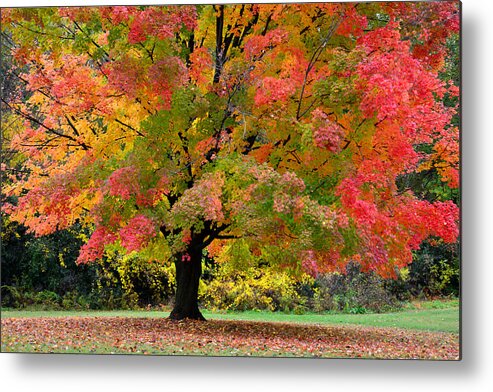 Busse Woods Metal Print featuring the photograph Busse Woods Fall Color by Ray Mathis