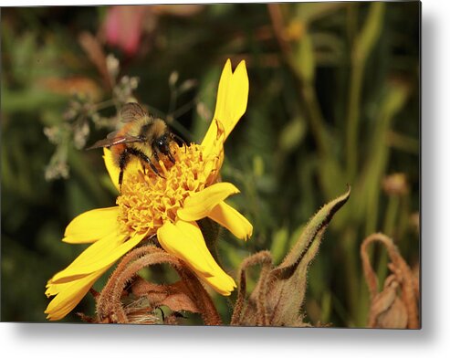 Colorado Metal Print featuring the photograph Busy Bee by Alan Ley