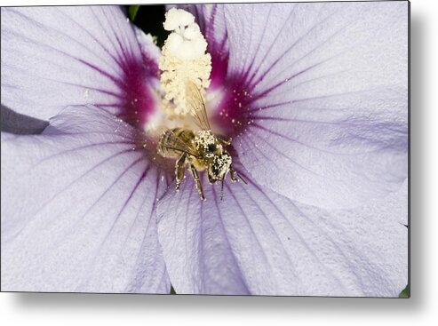 Bee Metal Print featuring the photograph Busy Bee by Jatin Thakkar