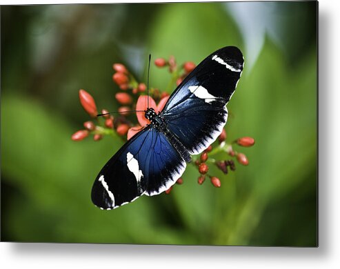 Butterflys Metal Print featuring the photograph Butterfly 0002 by Donald Brown
