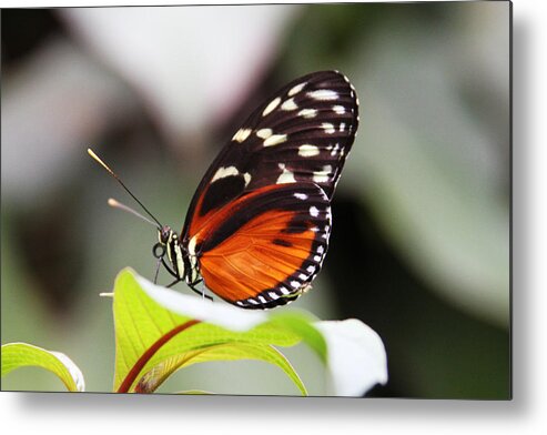 Butterfly Metal Print featuring the photograph Butterfly II by James Knight