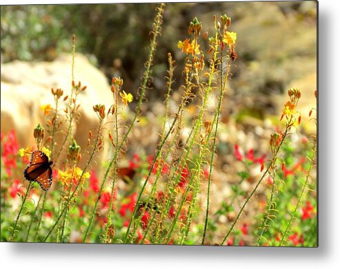 Texas State Park Metal Print featuring the photograph Butterfly feeding by David Norman