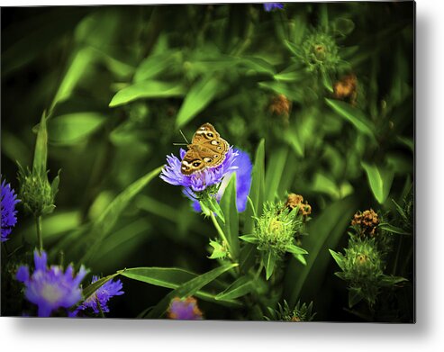 Insects Metal Print featuring the photograph Butterfly Glow by Donald Brown