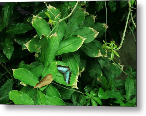 Rain Forest Metal Print featuring the photograph Butterfly in Rain Forest by Cynthia Marcopulos
