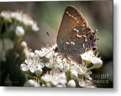 Flowers Metal Print featuring the photograph Butterfly In The Garden by Todd Blanchard