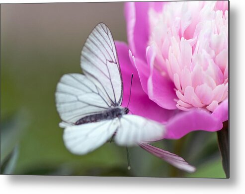 Flower Metal Print featuring the photograph Butterfly Love Dance on Peony by Jenny Rainbow