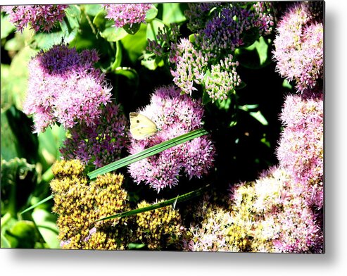 Butterfly Metal Print featuring the photograph Butterfly on Flower by Cynthia Snyder