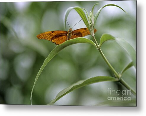 Natural World Metal Print featuring the photograph Butterfly on green leaf by Jim Corwin