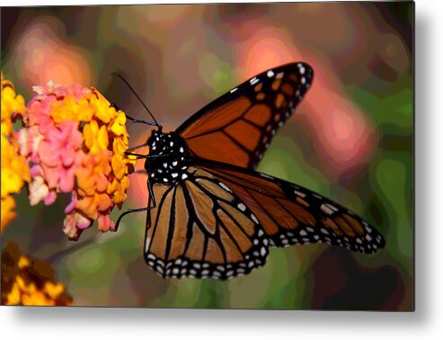 Botanical Metal Print featuring the photograph Butterfly on Lantana by Frank Tozier