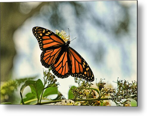 Paul Ward Metal Print featuring the photograph Butterfly - Open Wings by Paul Ward
