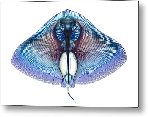 Ray Metal Print featuring the photograph Butterfly Ray by Adam Summers