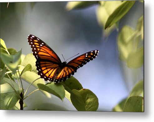 Viceroy Metal Print featuring the photograph Butterfly - Soaking up the Sun by Travis Truelove