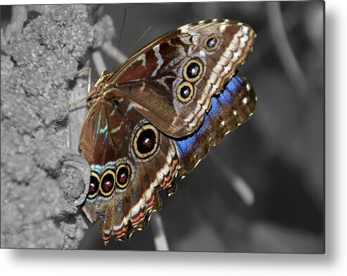 Macro Metal Print featuring the photograph Butterfly Spot Color 1 by Bob Slitzan