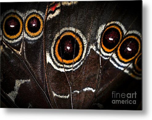 Butterfly Metal Print featuring the photograph Butterfly wing by Elena Elisseeva