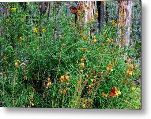 Butterflies Metal Print featuring the photograph ButterflyMagic by David Norman