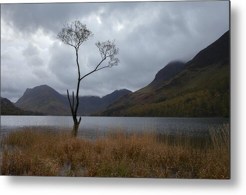 Buttermere Metal Print featuring the photograph Buttermere Tree by Nick Atkin
