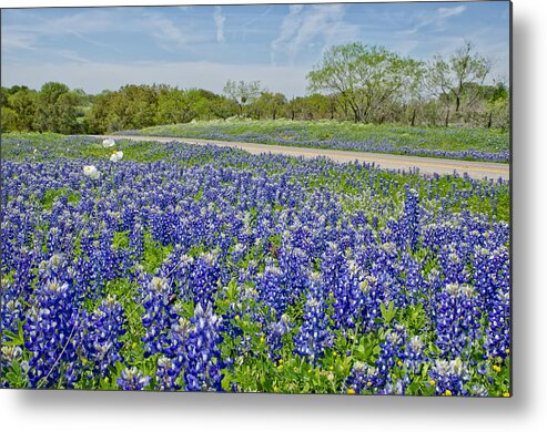 Texas Landscape Metal Print featuring the photograph By the roadside by Cathy Alba