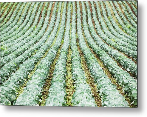 Scenics Metal Print featuring the photograph Cabbage Patch by Andipantz