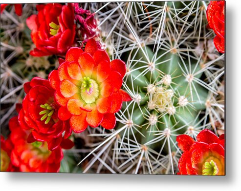 Barrel Metal Print featuring the photograph Cactus in Bloom by Teri Virbickis