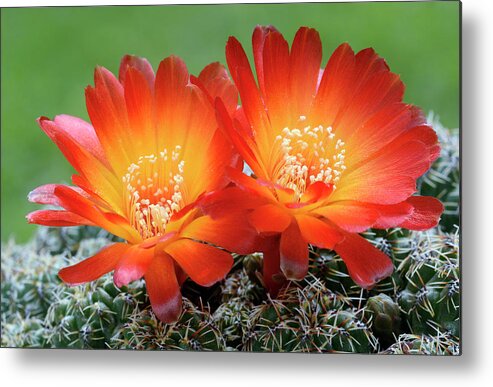 Biology Metal Print featuring the photograph Cactus Sulcorebutia Verticillacantha Var Aureifolia by Nigel Downer/science Photo Library