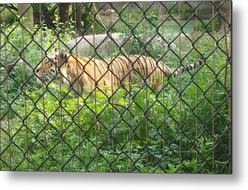 Wildlife Metal Print featuring the photograph Caged by Fortunate Findings Shirley Dickerson