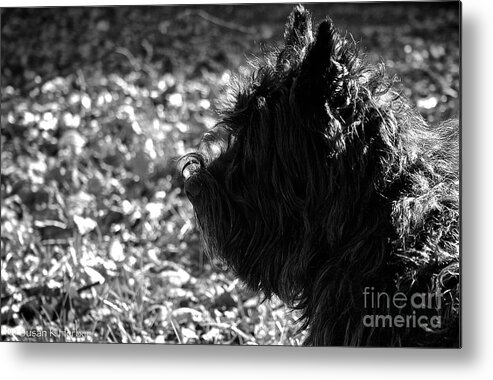 Dog Metal Print featuring the photograph Cairn Head Study by Susan Herber