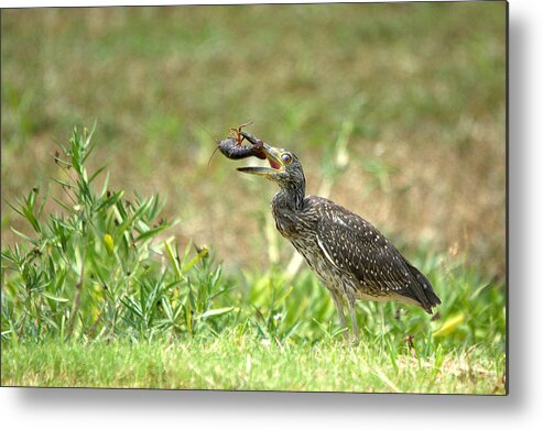 Roy Williams Metal Print featuring the photograph Cajun Feast For Breakfast by Roy Williams