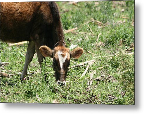 Holstein Metal Print featuring the photograph Calf Grazing in a Pasture by Robert Hamm