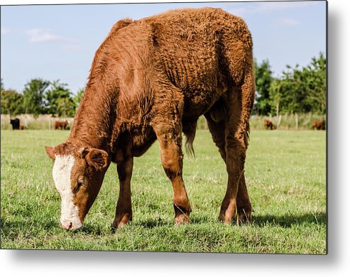 Shadow Metal Print featuring the photograph Calf Grazing by Shane Hardy Photography